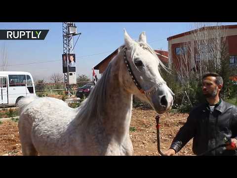 شاهد الخيول العربية الأصيلة تعود إلى المزارع السورية